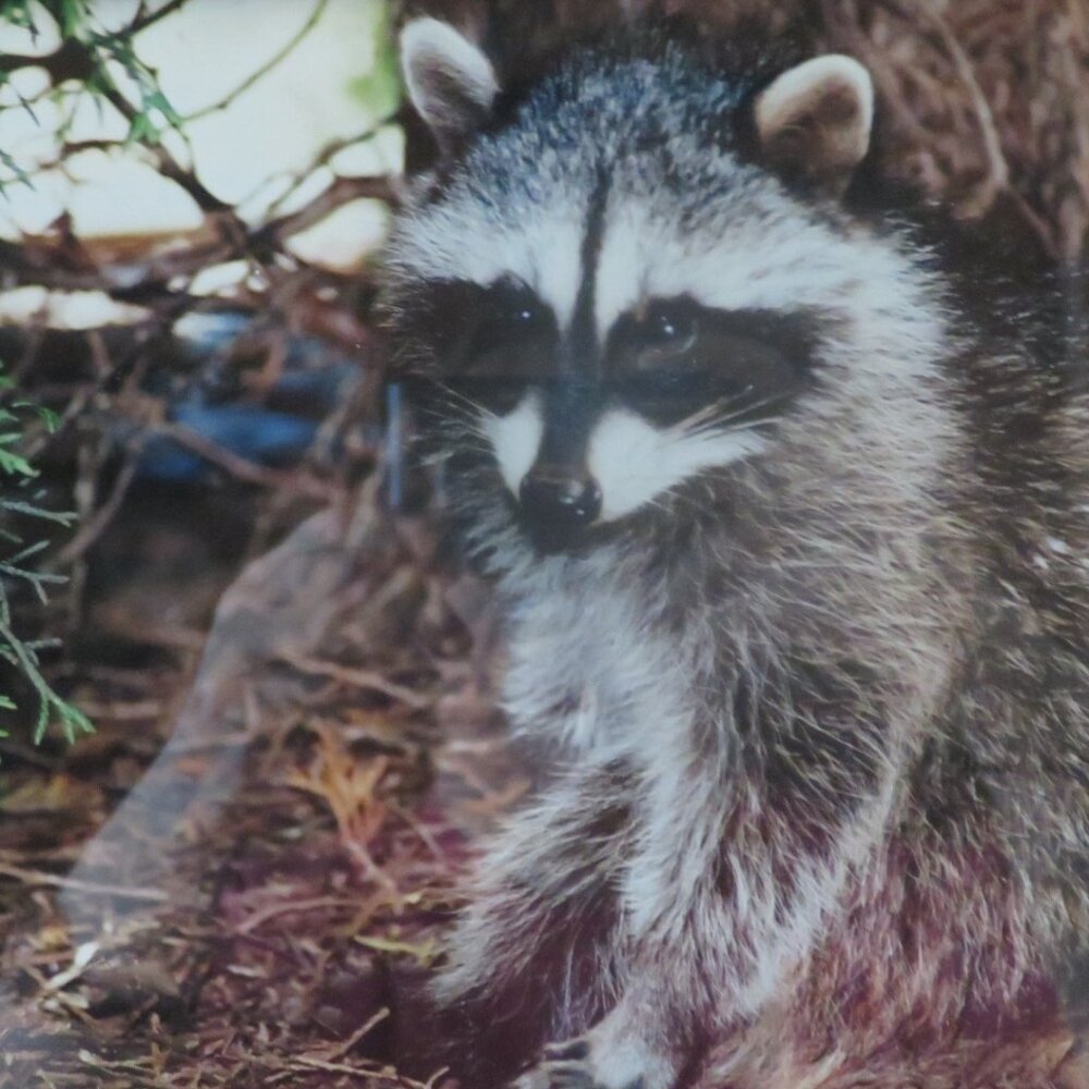 Vintage Framed RACCOON Photograph (K428) - Picture 3 of 5